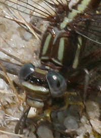 Lancet Clubtail